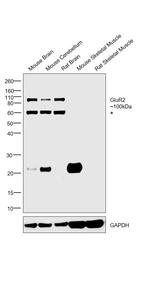 GluR2 Antibody in Western Blot (WB)