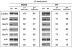 NMDAR1 Antibody in Western Blot (WB)