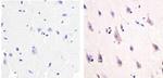 NMDAR1 Antibody in Immunohistochemistry (Paraffin) (IHC (P))