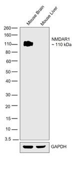 NMDAR1 Antibody