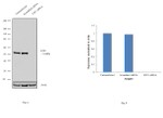 E2F1 Antibody in Western Blot (WB)