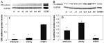 CDH11 Antibody in Western Blot (WB)