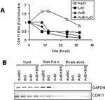 CDH11 Antibody in ChIP Assay (ChIP)