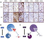 CDH11 Antibody in Immunohistochemistry (IHC)