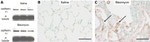 CDH11 Antibody in Western Blot, Immunohistochemistry (WB, IHC)