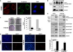 CDH11 Antibody in Western Blot, Immunocytochemistry (WB, ICC/IF)