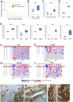 CDH11 Antibody in Immunohistochemistry (IHC)