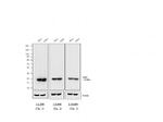 Mouse IgG (H+L) Poly-HRP Secondary Antibody in Western Blot (WB)