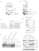 Cullin 1 Antibody in Western Blot (WB)