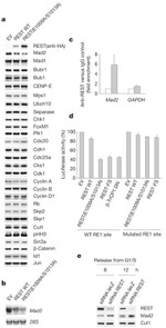 Cullin 1 Antibody in Western Blot (WB)