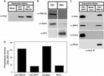 Cullin 1 Antibody in Western Blot (WB)