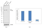 Cullin 1 Antibody in Western Blot (WB)