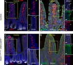 alpha Tubulin Antibody in Immunohistochemistry (Paraffin) (IHC (P))