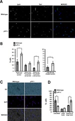 alpha Tubulin Antibody in Immunocytochemistry (ICC/IF)