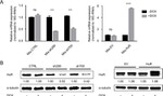 alpha Tubulin Antibody in Western Blot (WB)