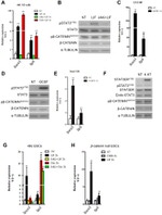 alpha Tubulin Antibody in Western Blot (WB)