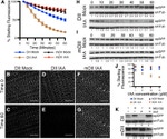 alpha Tubulin Antibody in Western Blot (WB)