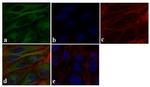 alpha Tubulin Antibody in Immunocytochemistry (ICC/IF)