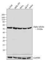 alpha Tubulin Antibody in Western Blot (WB)