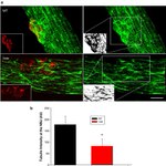 alpha Tubulin Antibody in Immunohistochemistry (IHC)