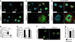 alpha Tubulin Antibody in Immunocytochemistry (ICC/IF)