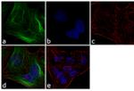 alpha Tubulin Antibody in Immunocytochemistry (ICC/IF)