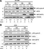 beta Tubulin Antibody in Western Blot (WB)