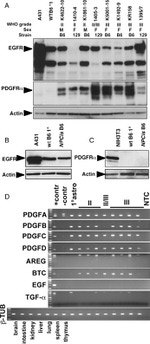 beta Tubulin Antibody in Western Blot (WB)