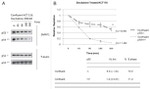 beta Tubulin Antibody in Western Blot (WB)