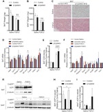 beta Tubulin Antibody in Western Blot (WB)