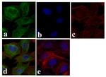 beta Tubulin Antibody in Immunocytochemistry (ICC/IF)