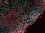 beta Tubulin Antibody in Immunocytochemistry (ICC/IF)