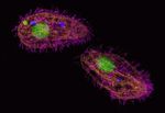 beta Tubulin Antibody in Immunocytochemistry (ICC/IF)