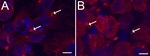 Acetyl-alpha Tubulin (Lys40) Antibody in Immunohistochemistry (IHC)