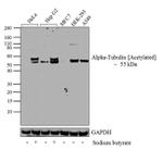 Acetyl-alpha Tubulin (Lys40) Antibody