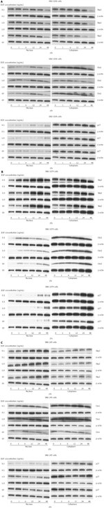 CKS1 Antibody in Western Blot (WB)