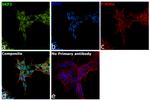 SKP2 Antibody in Immunocytochemistry (ICC/IF)