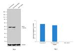 SKP2 Antibody in Western Blot (WB)