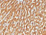 Haptoglobin (HP) Antibody in Immunohistochemistry (Paraffin) (IHC (P))