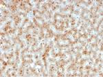 Haptoglobin (HP) Antibody in Immunohistochemistry (Paraffin) (IHC (P))