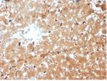 Haptoglobin (HP) Antibody in Immunohistochemistry (Paraffin) (IHC (P))