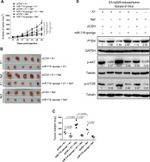 P-cadherin Antibody in Immunohistochemistry (IHC)