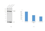 P-cadherin Antibody