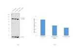 P-cadherin Antibody in Western Blot (WB)