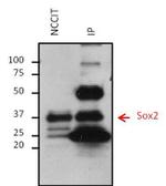 Mouse IgG (H+L) Secondary Antibody in Immunoprecipitation (IP)