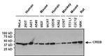 Mouse IgG (H+L) Secondary Antibody in Western Blot (WB)