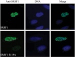 SRSF1 Antibody in Immunocytochemistry (ICC/IF)