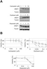 SRSF1 Antibody in Western Blot (WB)