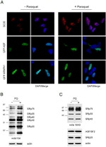 SRSF1 Antibody in Western Blot (WB)