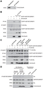 SRSF1 Antibody in Western Blot, Immunoprecipitation (WB, IP)